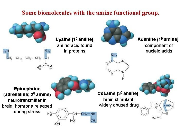 Some biomolecules with the amine functional group. Lysine (10 amine) amino acid found in