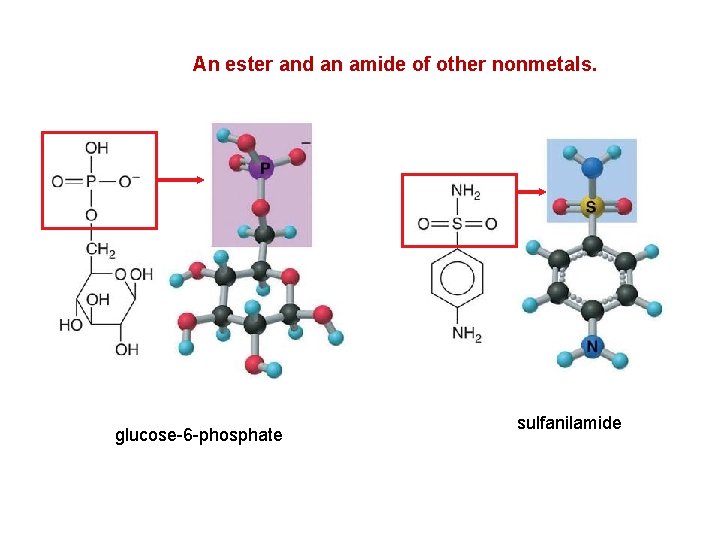 An ester and an amide of other nonmetals. glucose-6 -phosphate sulfanilamide 