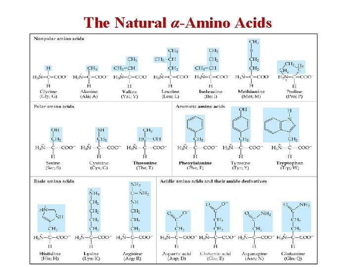 The Natural α-Amino Acids 