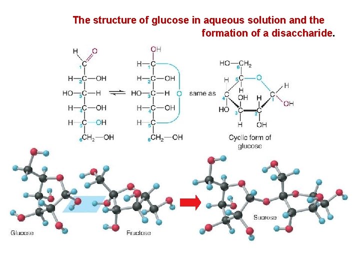 The structure of glucose in aqueous solution and the formation of a disaccharide 