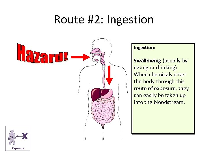 Route #2: Ingestion: Swallowing (usually by eating or drinking). When chemicals enter the body