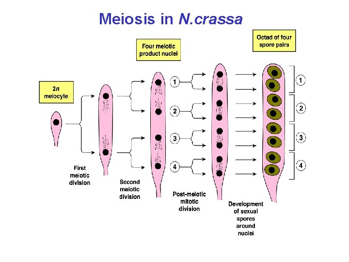 Meiosis in N. crassa 