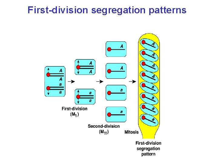 First-division segregation patterns 