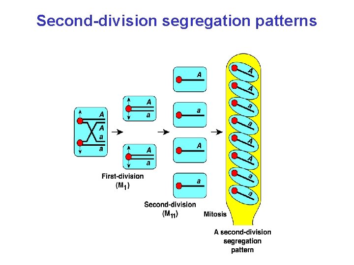 Second-division segregation patterns 