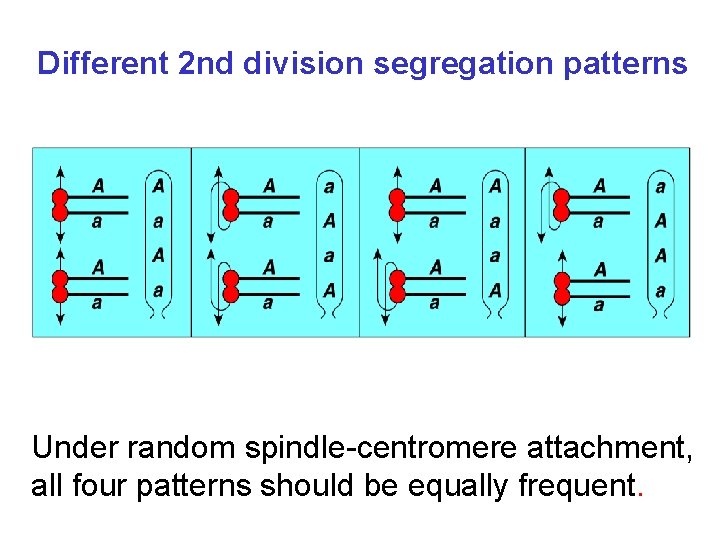 Different 2 nd division segregation patterns Under random spindle-centromere attachment, all four patterns should