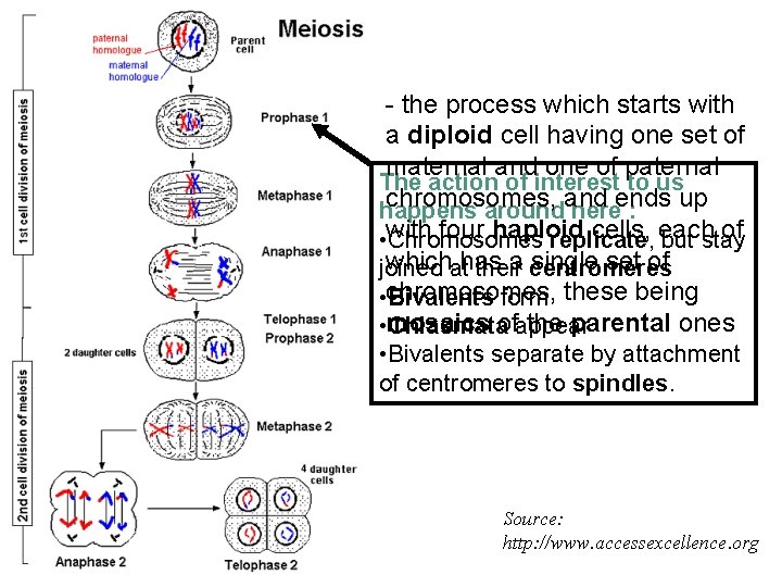 - the process which starts with a diploid cell having one set of maternal