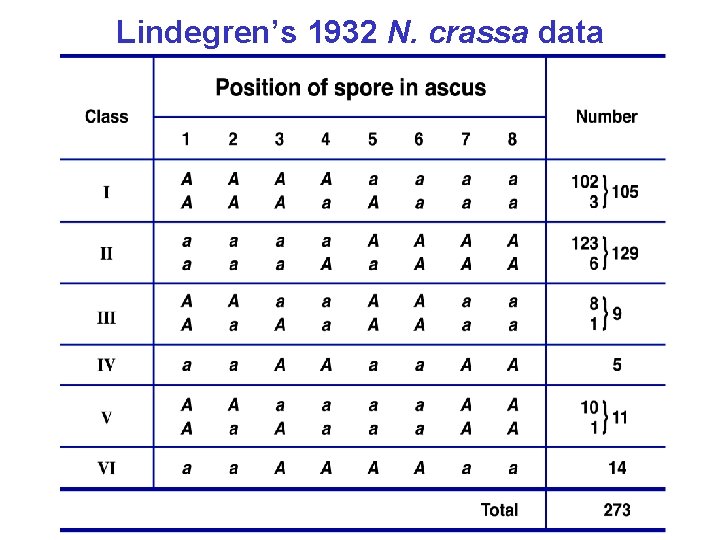 Lindegren’s 1932 N. crassa data 