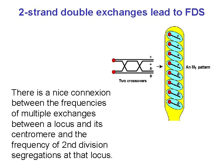 2 -strand double exchanges lead to FDS There is a nice connexion between the
