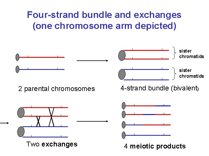 Four-strand bundle and exchanges (one chromosome arm depicted) sister chromatids 2 parental chromosomes Two