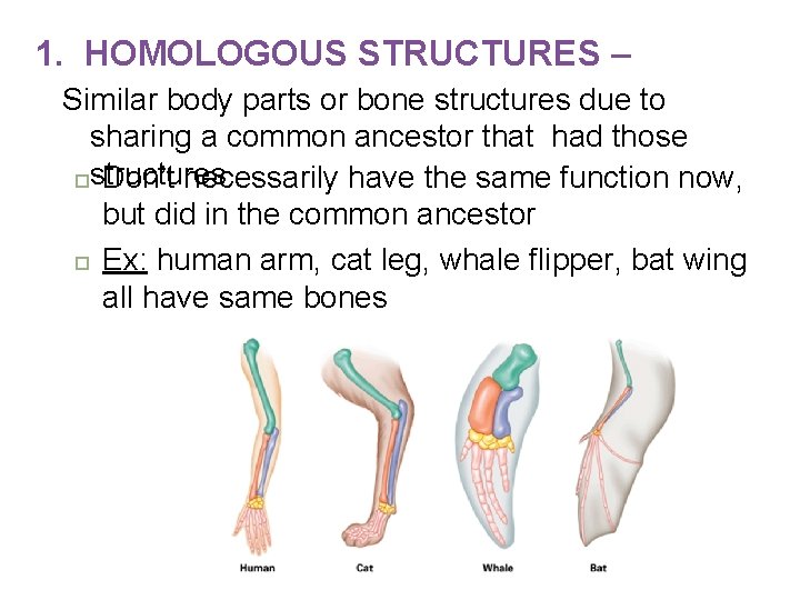 1. HOMOLOGOUS STRUCTURES – Similar body parts or bone structures due to sharing a