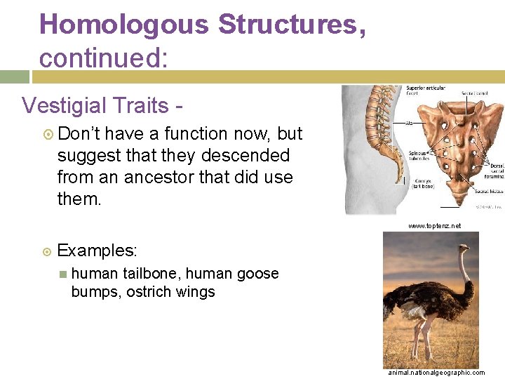 Homologous Structures, continued: Vestigial Traits Don’t have a function now, but suggest that they
