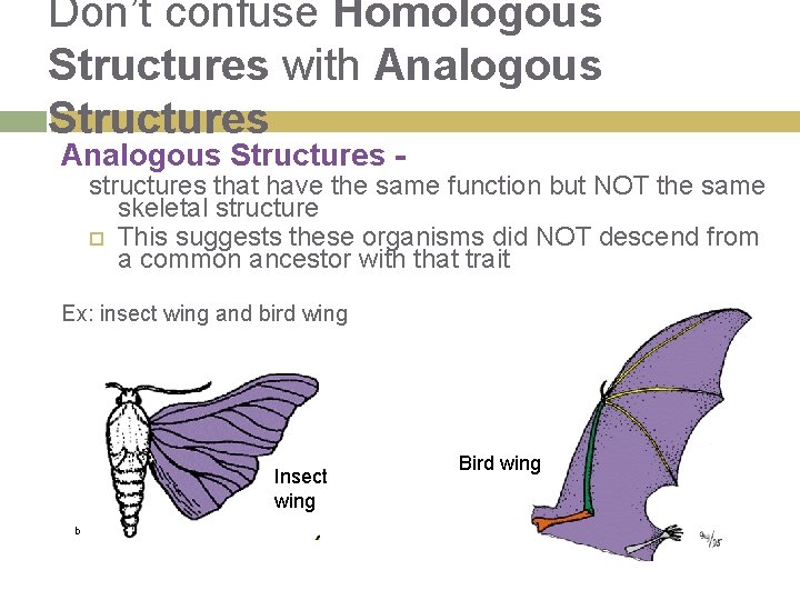 Don’t confuse Homologous Structures with Analogous Structures - structures that have the same function