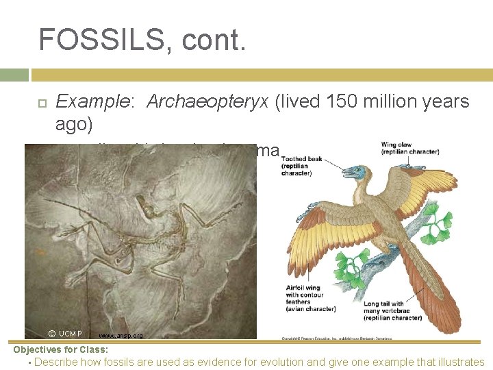 FOSSILS, cont. Example: Archaeopteryx (lived 150 million years ago) earliest bird… but has many
