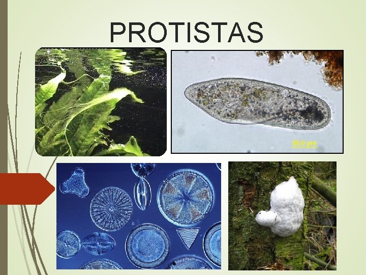 PROTISTAS 
