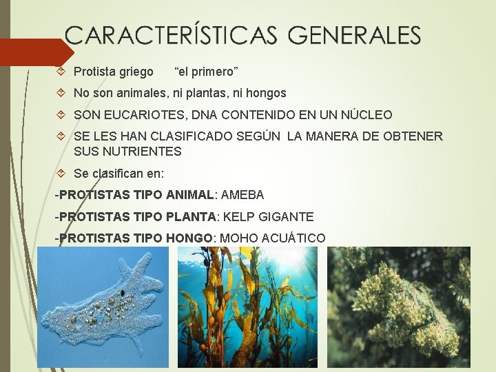  Protista griego “el primero” No son animales, ni plantas, ni hongos SON EUCARIOTES,
