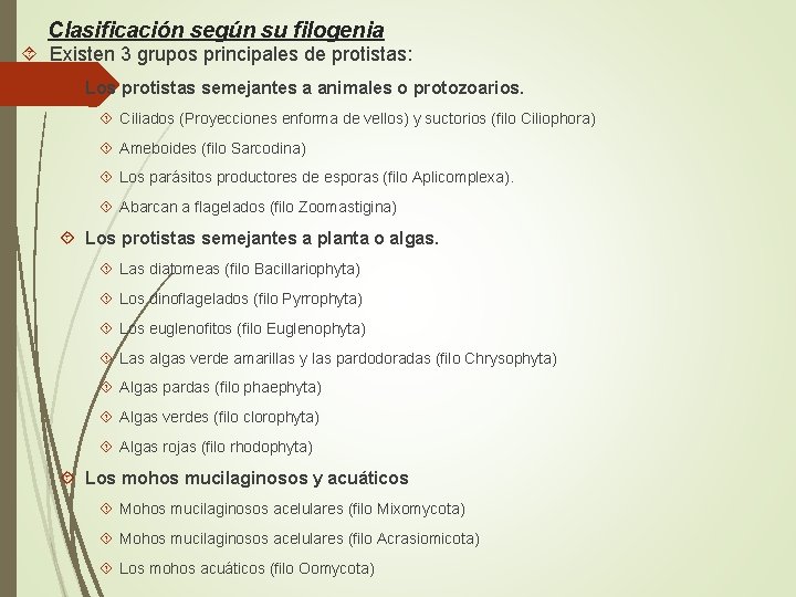 Clasificación según su filogenia Existen 3 grupos principales de protistas: Los protistas semejantes a