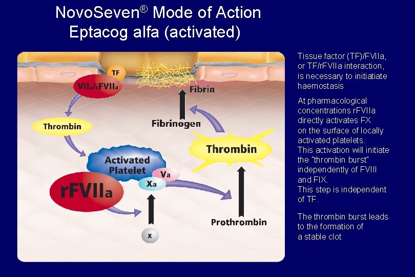  Novo. Seven® Mode of Action Eptacog alfa (activated) Tissue factor (TF)/FVIIa, or TF/r.