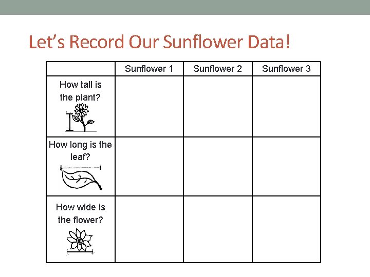 Let’s Record Our Sunflower Data! Sunflower 1 Sunflower 2 Sunflower 3 How tall is