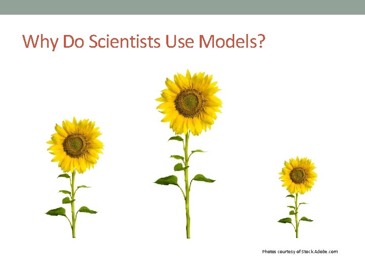 Why Do Scientists Use Models? Photos courtesy of Stock. Adobe. com 