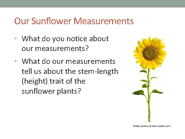 Our Sunflower Measurements • What do you notice about our measurements? • What do