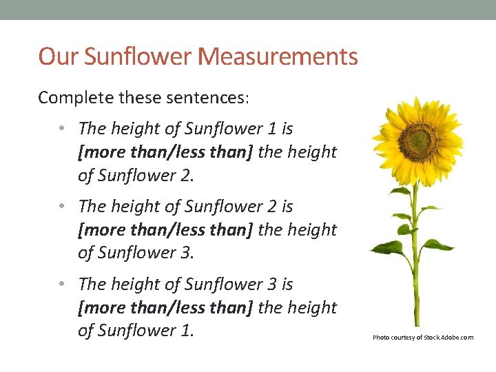 Our Sunflower Measurements Complete these sentences: • The height of Sunflower 1 is [more
