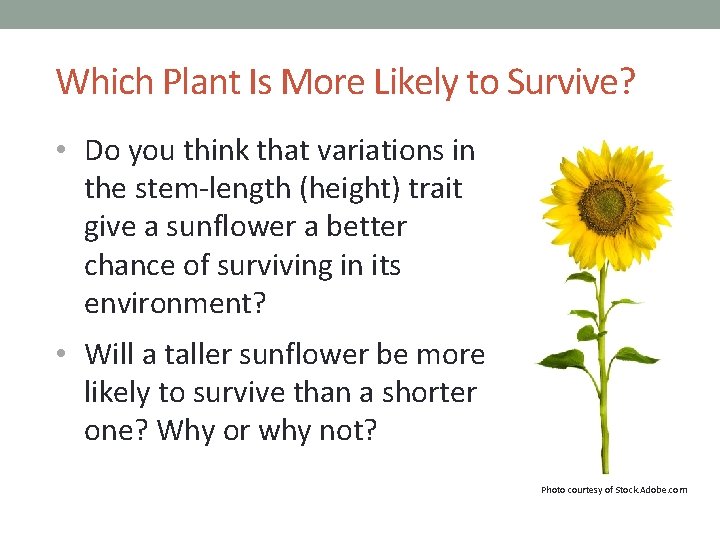 Which Plant Is More Likely to Survive? • Do you think that variations in