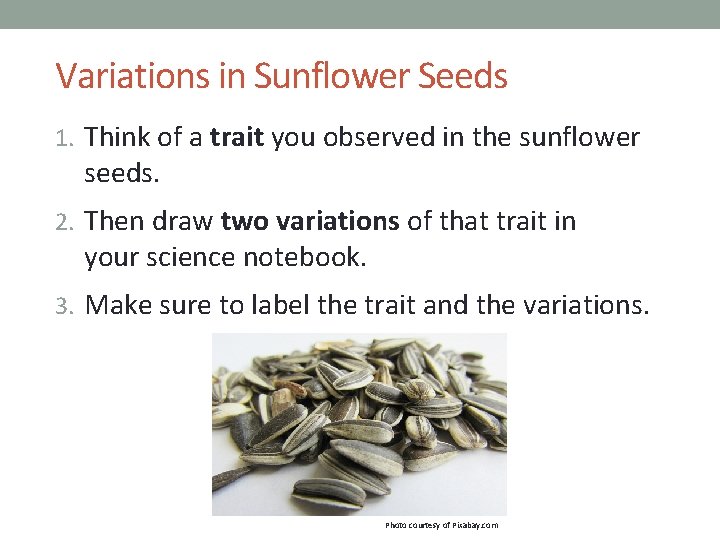 Variations in Sunflower Seeds 1. Think of a trait you observed in the sunflower