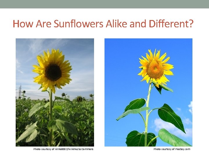 How Are Sunflowers Alike and Different? Photo courtesy of An. Ro 0002/Wikimedia Commons Photo