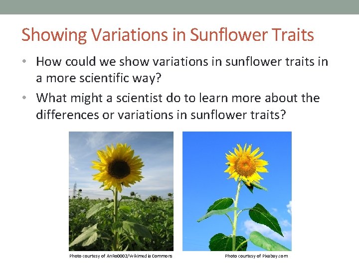 Showing Variations in Sunflower Traits • How could we show variations in sunflower traits