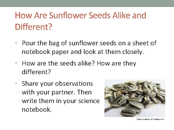 How Are Sunflower Seeds Alike and Different? • Pour the bag of sunflower seeds