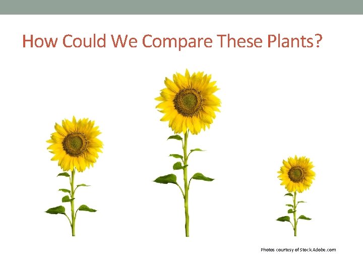 How Could We Compare These Plants? Photos courtesy of Stock. Adobe. com 