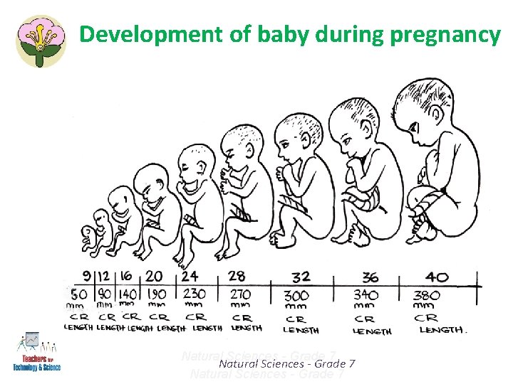 Development of baby during pregnancy Natural Sciences - Grade 7 Development of baby during pregnancy Natural Sciences - Grade 7