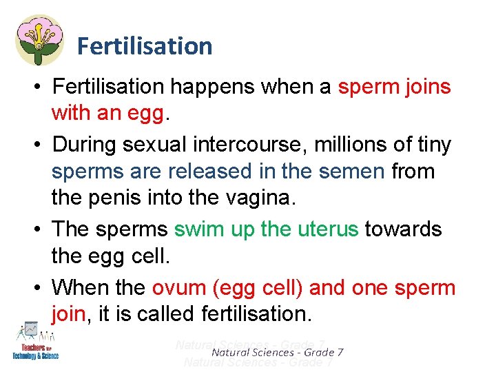 Fertilisation • Fertilisation happens when a sperm joins with an egg. • During sexual Fertilisation • Fertilisation happens when a sperm joins with an egg. • During sexual