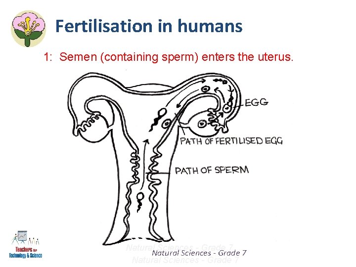 Fertilisation in humans 1: Semen (containing sperm) enters the uterus. Natural Sciences - Grade Fertilisation in humans 1: Semen (containing sperm) enters the uterus. Natural Sciences - Grade