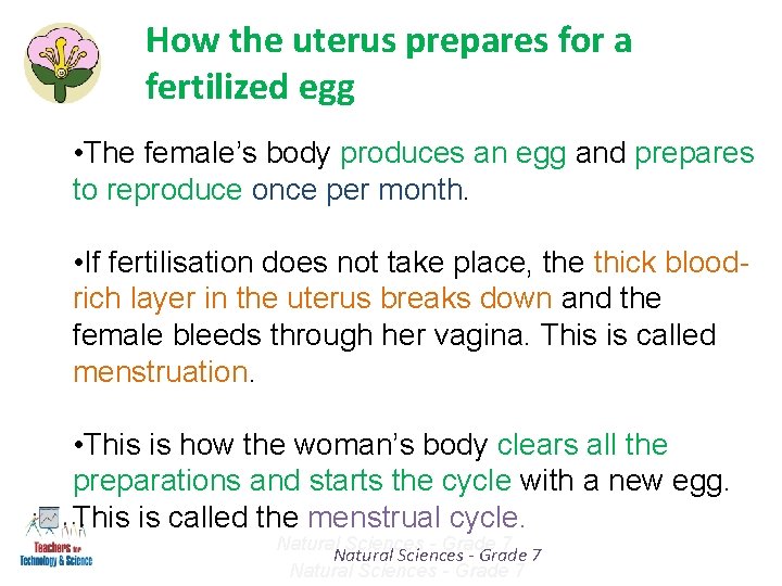 How the uterus prepares for a fertilized egg • The female’s body produces an How the uterus prepares for a fertilized egg • The female’s body produces an
