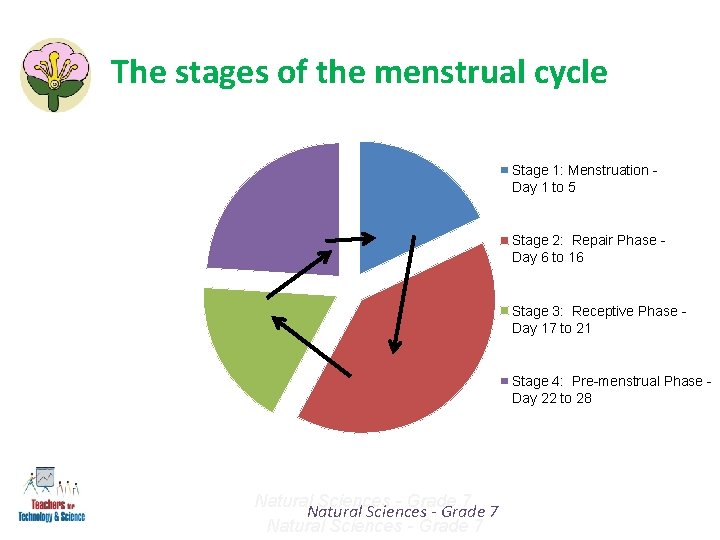The stages of the menstrual cycle Stage 1: Menstruation Day 1 to 5 Stage The stages of the menstrual cycle Stage 1: Menstruation Day 1 to 5 Stage