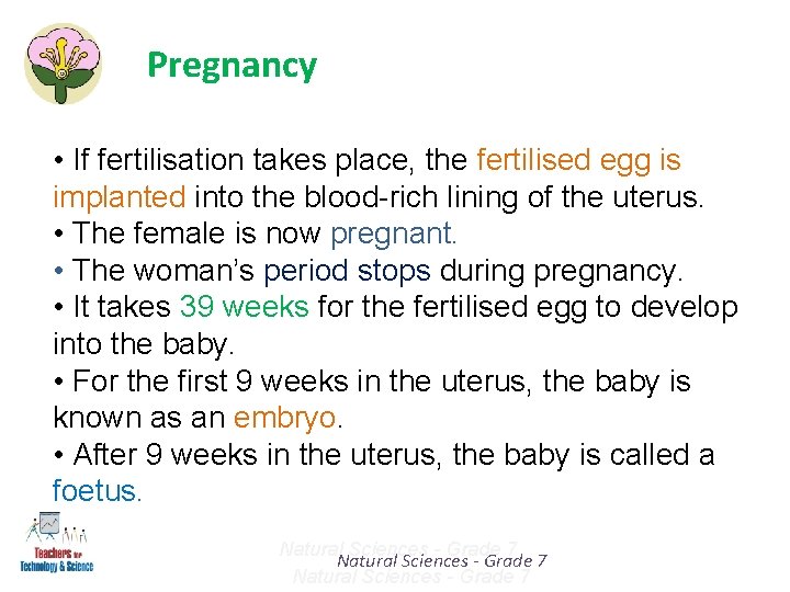 Pregnancy • If fertilisation takes place, the fertilised egg is implanted into the blood-rich Pregnancy • If fertilisation takes place, the fertilised egg is implanted into the blood-rich