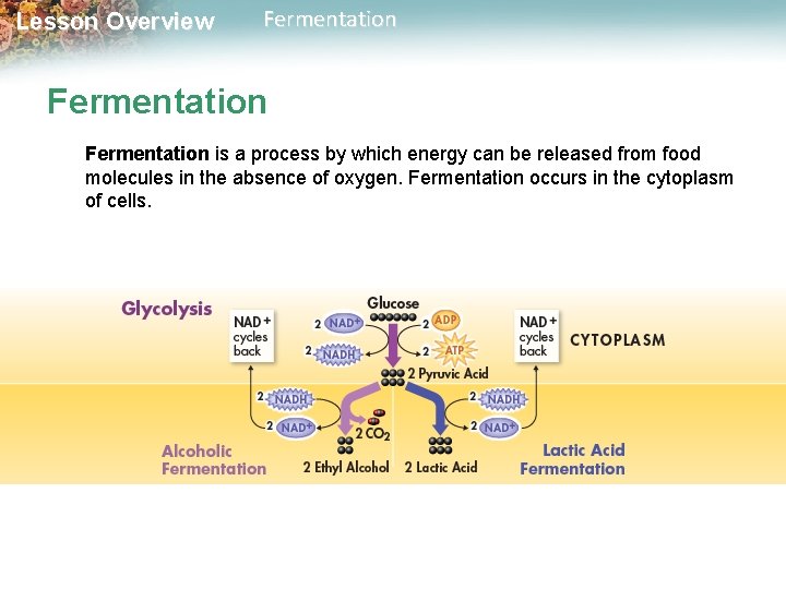 Lesson Overview Fermentation is a process by which energy can be released from food