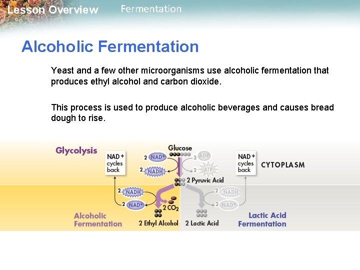 Lesson Overview Fermentation Alcoholic Fermentation Yeast and a few other microorganisms use alcoholic fermentation