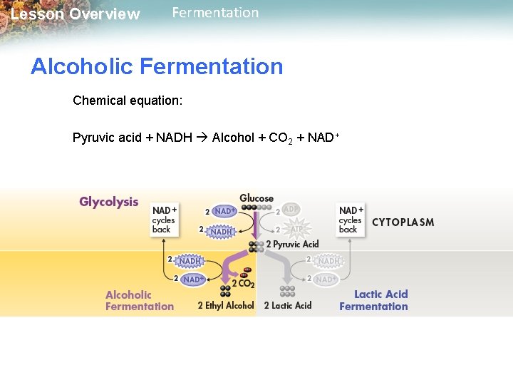 Lesson Overview Fermentation Alcoholic Fermentation Chemical equation: Pyruvic acid + NADH Alcohol + CO
