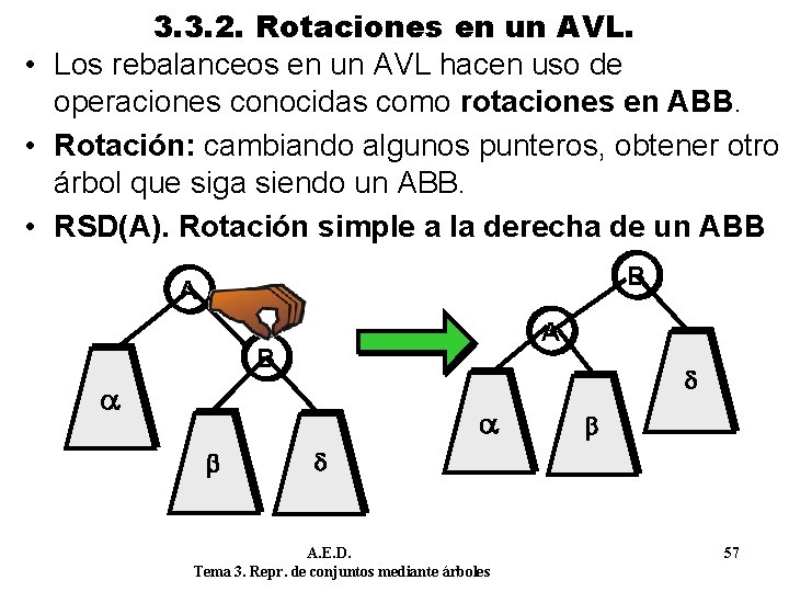 3. 3. 2. Rotaciones en un AVL. • Los rebalanceos en un AVL hacen