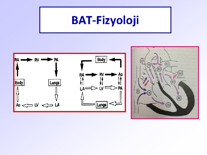 BAT-Fizyoloji 