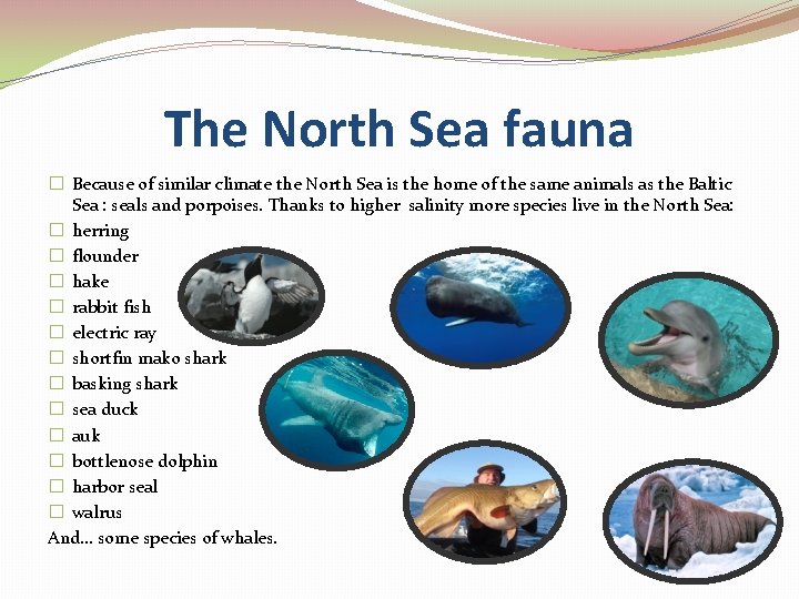 The North Sea fauna � Because of similar climate the North Sea is the