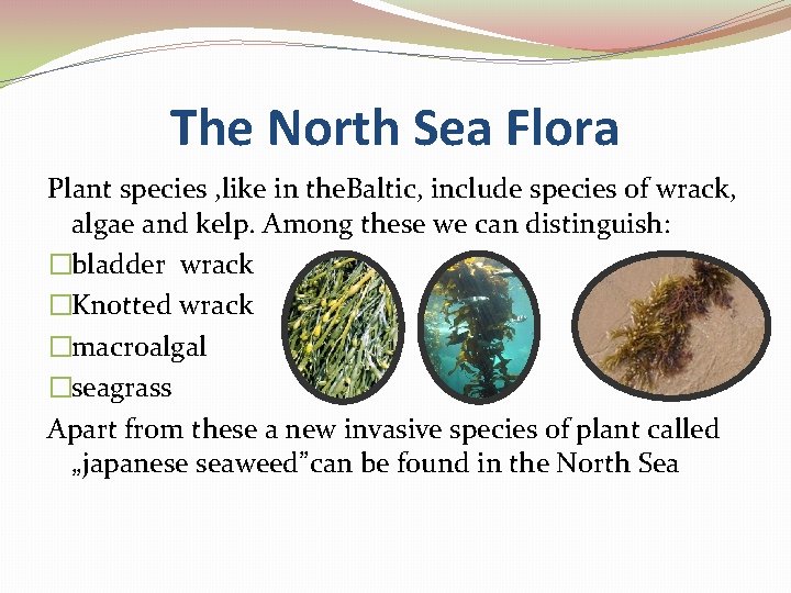 The North Sea Flora Plant species , like in the. Baltic, include species of