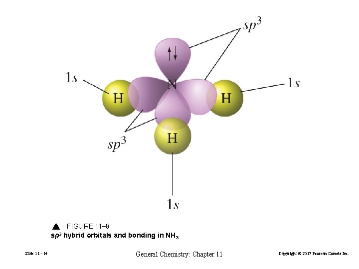 FIGURE 11 -9 sp 3 hybrid orbitals and bonding in NH 3 Slide 11