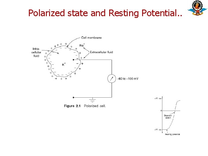 Polarized state and Resting Potential. . Polarized state and Resting Potential. .