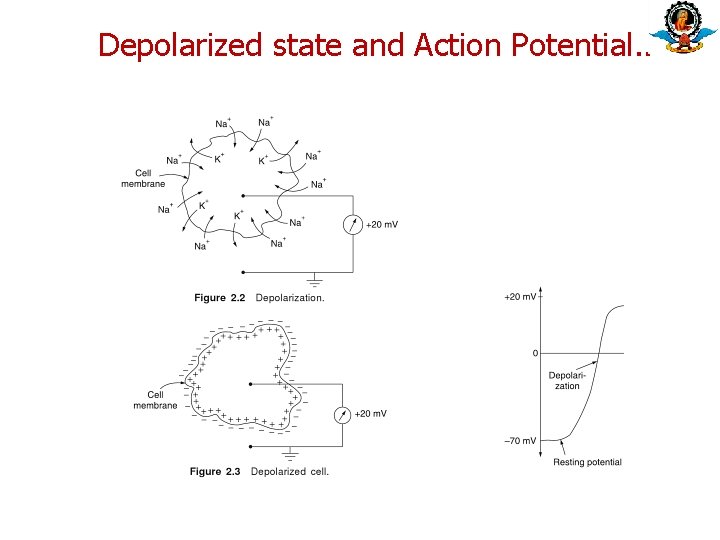 Depolarized state and Action Potential. . Depolarized state and Action Potential. .