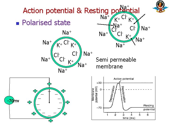 Na+ Action potential & Resting potential n Polarised state Na+ K+ Cl- K+ + Na+ Action potential & Resting potential n Polarised state Na+ K+ Cl- K+ +