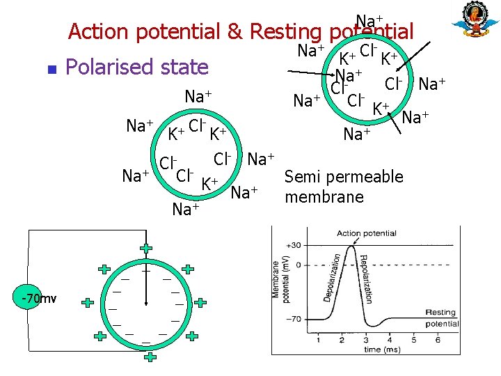 Na+ Action potential & Resting potential n Polarised state Na+ K+ Cl- K+ +