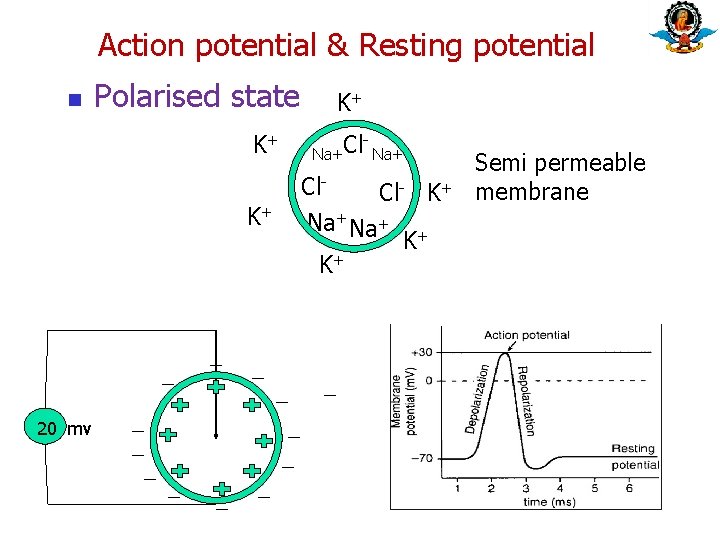 Action potential & Resting potential n Polarised state K+ K+ 20 mv K+ Na+Cl Action potential & Resting potential n Polarised state K+ K+ 20 mv K+ Na+Cl